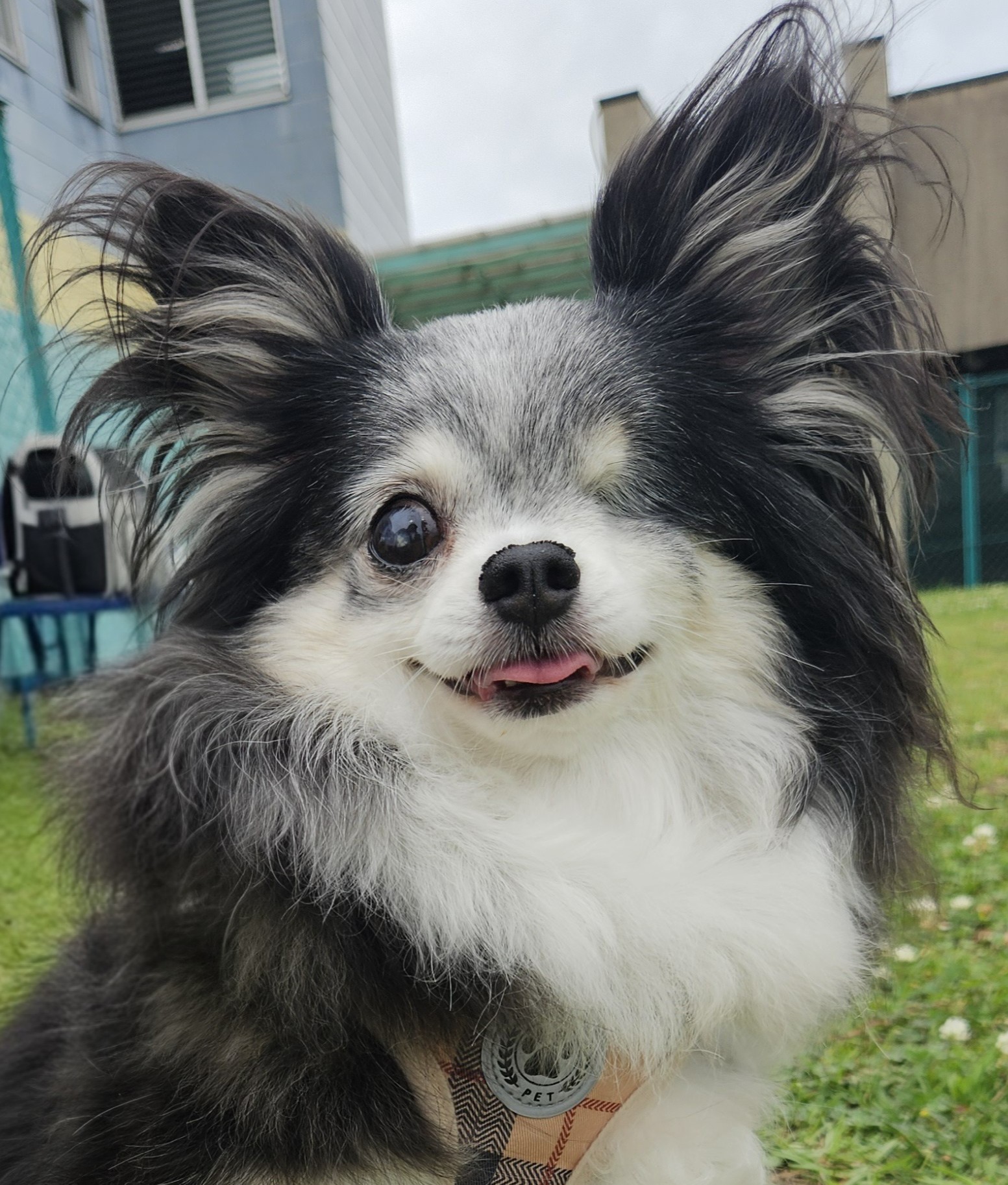 保護犬ルア。笑顔で舌を出した、白黒の長毛の小型犬。